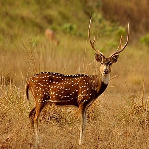 listing-details-carousel