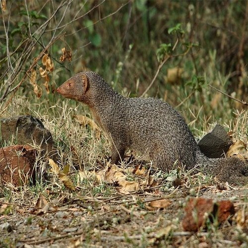 listing-details-carousel