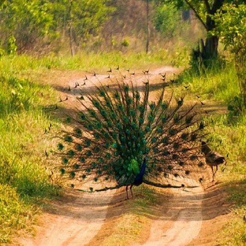 listing-details-carousel