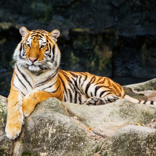 listing-details-carousel