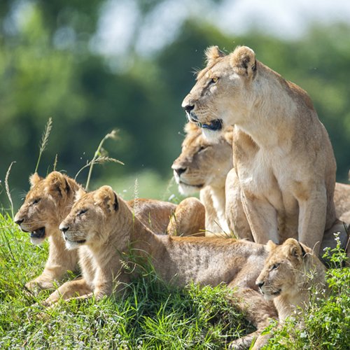 listing-details-carousel