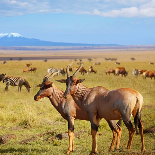 listing-details-carousel