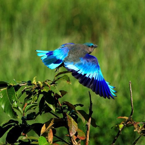 listing-details-carousel