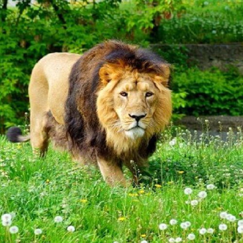 listing-details-carousel