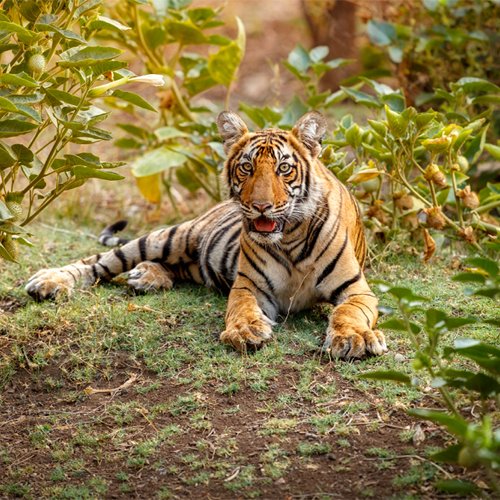 listing-details-carousel