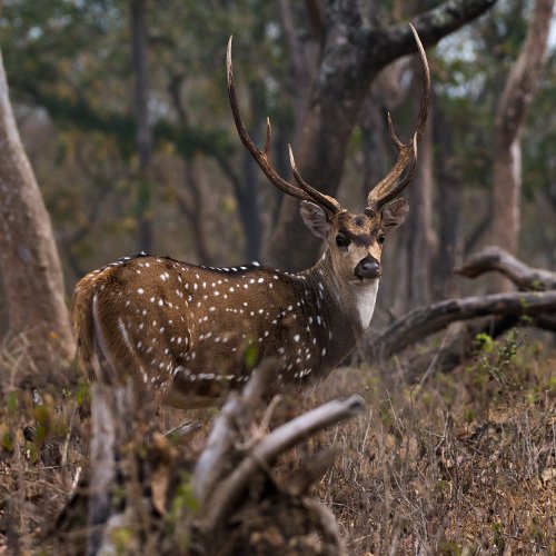 listing-details-carousel