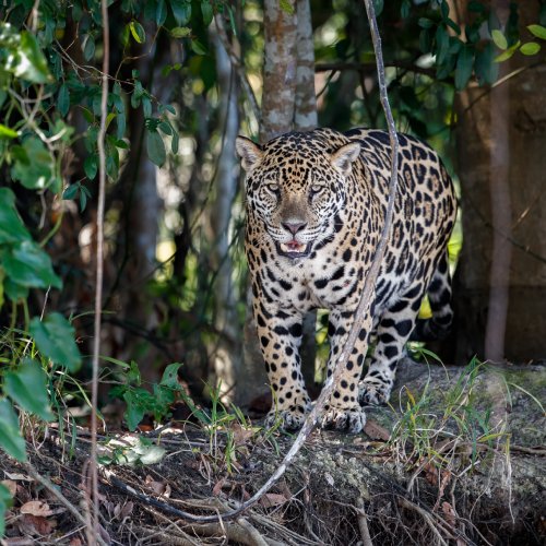 listing-details-carousel